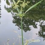 Cyperus alopecuroides Levél