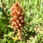 Orobanche elatior Floare