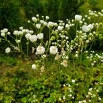 Erigeron strigosus Fula
