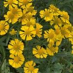 Helenium autumnale 花