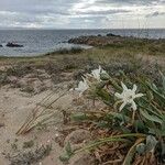 Pancratium maritimum Blüte