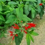 Salvia elegansFlower