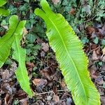 Asplenium scolopendrium ᱥᱟᱠᱟᱢ