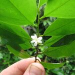 Sanrafaelia ruffonammari Flor