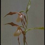 Cypripedium montanum Floare