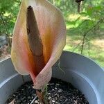 Amorphophallus bulbifer Flower