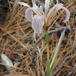 Iris hartwegii Habit