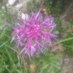 Centaurea scabiosa 花