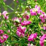 Gypsophila muralis Flower