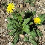 Taraxacum obovatum Habit