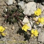 Brassica repanda Habitus