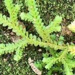 Selaginella denticulata Deilen