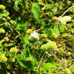 Melanthera nivea Flower