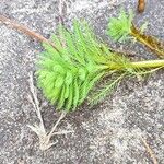 Ranunculus aquatilis ഇല