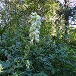 Aconitum vulparia Habit