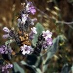 Phacelia ciliata 整株植物