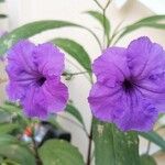 Ruellia simplex Fleur