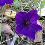 Ipomoea capillacea Flor