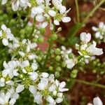 Cochlearia officinalis Hedelmä