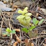 Trifolium campestre Otro