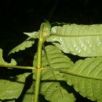 Psychotria jimenezii Leaf