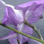 Delphinium consolida Flower