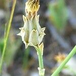 Launaea mucronata Fruit