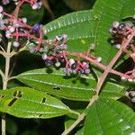 Miconia affinis Leaf