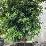 Ficus maclellandii List