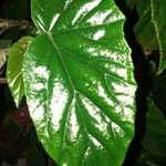 Begonia incarnata その他の提案