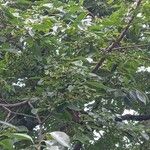 Diospyros lotus موطن