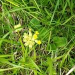 Primula verisBloem