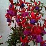 Fuchsia magellanica 花