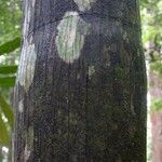 Oenocarpus bataua Bark