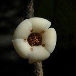 Diospyros borbonica Flower