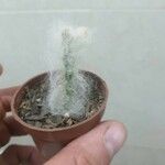 Opuntia orbiculata برگ