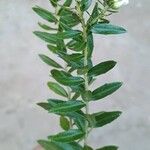 Baccharis dracunculifoliaLeht