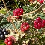 Rubus echinatus 果実
