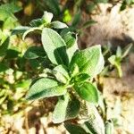 Oenothera drummondii Ліст