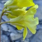 Guenthera repanda Flower