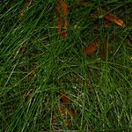 Eleocharis filiculmis Лист