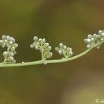Corrigiola telephiifolia Fleur
