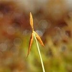 Carex pauciflora Květ