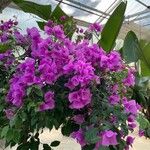 Bougainvillea glabraFlor