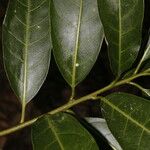 Cestrum glanduliferum Leaf