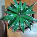 Dyckia brevifolia Лист