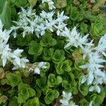 Sedum ternatum ফুল