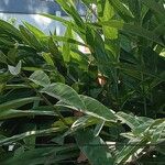Alpinia galanga Leaf