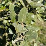 Quercus ilex Blad