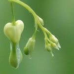 Lamprocapnos spectabilis Other